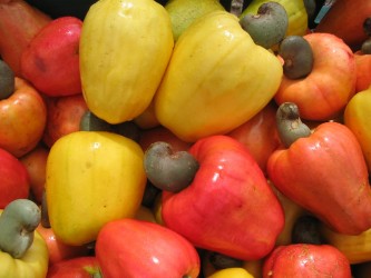 Mudas de plantas raras